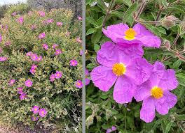 Premium CISTUS Flower seeds for Planting Vibrant Colors, Heirloom & GMO Free Seeds for Home Garden seeds