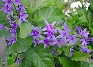 Premium Purple Ivy Flower seeds for Planting Wildflower Mix, Heirloom & GMO Free Seeds for Home Garden seeds