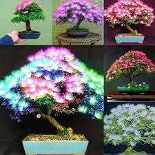Albizia Mixed Colour Seeds For Planting