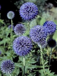 Echinops Flower seeds for Planting Premium Quality Heirloom & GMO Free Seeds for Home Garden
