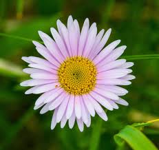 High quality Purple Erigeron Flower seeds for Planting Premium Quality, Heirloom & GMO Free Seeds for Home Garden seeds pack