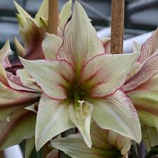 Hippeastrum Rutilum Flower seeds for Planting Easy to Grow, Heirloom & GMO Free Seeds for Home Garden vegetable and garden seeds