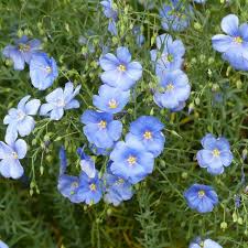 High quality Blue Usitatissimum Flower seeds for Planting Low Maintenance, Heirloom & GMO Free Seeds for Home Garden seeds pack