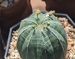 High quality Green Euphorbia Obesa Flower seeds for Planting Perfect for Borders, Heirloom & GMO Free Seeds for Home Garden seeds pack