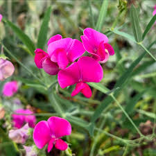 Premium Everlasting Pea Flower seeds for Planting Garden Favorite, Heirloom & GMO Free Seeds for Home Garden seeds