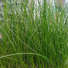 Rush Planting Seeds For Wetland | Perfect Aquatic Gardens And Natural Landscapes