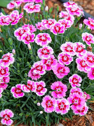 Dianthus Flower seeds for Planting Hardy Variety Heirloom & GMO Free Seeds for Home Garden vegetable and garden seeds