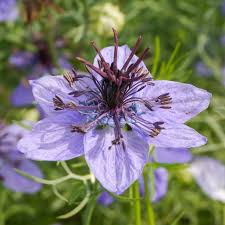 Nigella Hispanica Flower seeds for Planting Easy to Grow Heirloom & GMO Free Seeds for Home Garden