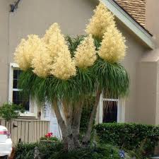 Yellow Beaucarnea Recurvata Plant Seeds Planting