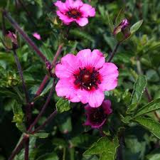 Red Willmott Flower seeds for Planting Premium Quality, Heirloom & GMO Free Seeds for Home Garden vegetable and garden seeds