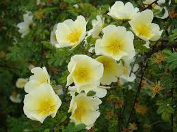 High quality Yellow Xanthina Flower seeds for Planting Shade Tolerant, Heirloom & GMO Free Seeds for Home Garden seeds pack