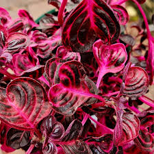 Purple Iresine Flower seeds for Planting - Drought Tolerant, Heirloom & GMO Free Seeds for Home Garden