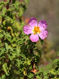Cistus Creticus (Rockrose) Flower seeds for Planting - Perfect for Borders, Heirloom & GMO Free Seeds for Home Garden