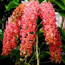 Peach Phalaenopsis Orchid Flower seeds for Planting Seasonal Bloomer, Heirloom & GMO Free Seeds for Home Garden vegetable and garden seeds