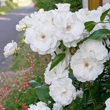 White Creeper Rose Flower seeds for Planting Long Bloom Season, Heirloom & GMO Free Seeds for Home Garden vegetable and garden seeds