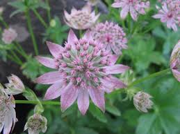 White Pink Astrantia Flower seeds for Planting Cut Flower Favorite, Heirloom & GMO Free Seeds for Home Garden vegetable and garden seeds