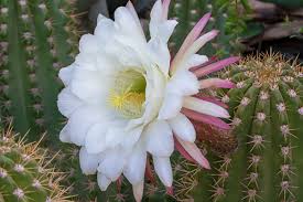 High quality White Epiphyllum Oxypetalum Flower seeds for Planting Wildflower Mix Heirloom & GMO Free Seeds for Home Garden seeds pack