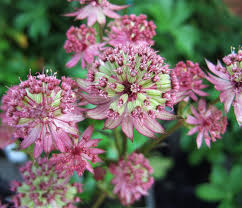 Premium Masterwort Flower seeds for Planting Garden Favorite, Heirloom & GMO Free Seeds for Home Garden seeds