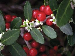 Ilex Vomitoria Seeds For Planting Red Berry Trees Plant Seeds