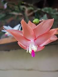 Peach Schlumbergera Flower seeds for Planting - Sun Loving, Heirloom & GMO Free Seeds for Home Garden