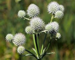 White Rattlesnake Master Flower seeds for Planting Colorful Display, Heirloom & GMO Free Seeds for Home Garden seeds for planting