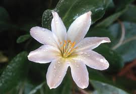 Premium White Nevada Lewisia Flower seeds for Planting Easy to Grow, Heirloom & GMO Free Seeds for Home Garden Sale seeds