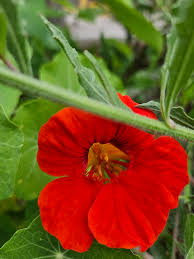 Red Hanging Nasturtium Flower seeds for Planting Colorful Display Heirloom & GMO Free Seeds for Home Garden