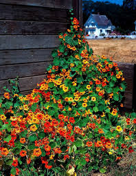 Nasturtium Seeds For Planting Edible Flower Blooms
