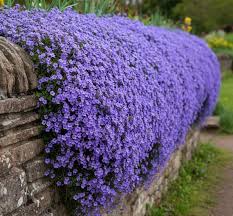 Blue Aubrieta Flower seeds for Planting Wildflower Mix, Heirloom & GMO Free Seeds for Home Garden seeds for planting