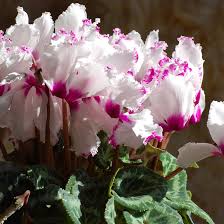 High quality Purple White Cyclamen Flower seeds for Planting Easy to Grow, Heirloom & GMO Free Seeds for Home Garden seeds pack