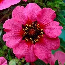 High quality Pink Miss Willmott Flower seeds for Planting Low Maintenance, Heirloom & GMO Free Seeds for Home Garden seeds pack