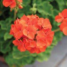 Orange Geranium Zonal Flower seeds for Planting Sun Loving, Heirloom & GMO Free Seeds for Home Garden seeds for home gardening