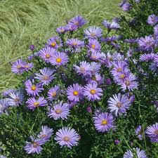 Lavender Aster Flower seeds for Planting - Garden Favorite, Heirloom & GMO Free Seeds for Home Garden