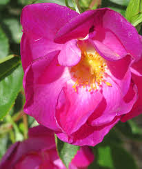 Pink Red Climbing Rose Flower seeds for Planting Garden Favorite Heirloom & GMO Free Seeds for Home Garden