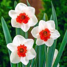 Red White Daffodils Flower seeds for Planting Garden Favorite Heirloom & GMO Free Seeds for Home Garden
