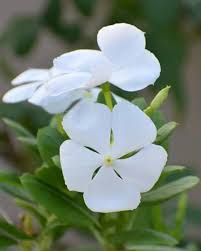 Premium White Vinca Flower seeds for Planting Long Bloom Season, Heirloom & GMO Free Seeds for Home Garden seeds