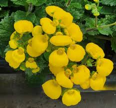 Light Yellow Calceolaria Flower seeds for Planting - Vibrant Colors, Heirloom & GMO Free Seeds for Home Garden