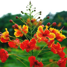 Premium Caesalpinia Pulcherrima Flower seeds for Planting Sun Loving, Heirloom & GMO Free Seeds for Home Garden seeds