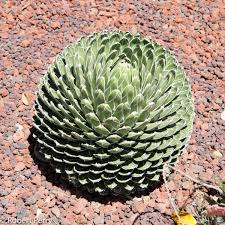 Green Agave Victoria Regina Flower seeds for Planting - Perfect for Borders, Heirloom & GMO Free Seeds for Home Garden