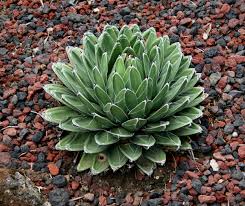 Victoriae Flower seeds for Planting Colorful Display, Heirloom & GMO Free Seeds for Home Garden vegetable and garden seeds