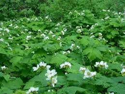 Premium Eiche Flower seeds for Planting Shade Tolerant, Heirloom & GMO Free Seeds for Home Garden seeds