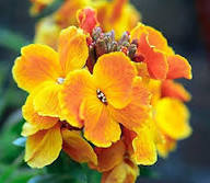 Goldlack Flower seeds for Planting - Pollinator Friendly, Heirloom & GMO Free Seeds for Home Garden