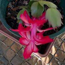 Mixed Zygocactus Truncatus Flower seeds for Planting - Cut Flower Favorite, Heirloom & GMO Free Seeds for Home Garden