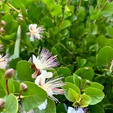 High quality White Pink Capparis Spinosa Flower seeds for Planting Drought Tolerant, Heirloom & GMO Free Seeds for Home Garden seeds pack