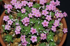 Baby Pink Yulan Flower seeds for Planting Shade Tolerant, Heirloom & GMO Free Seeds for Home Garden vegetable and garden seeds