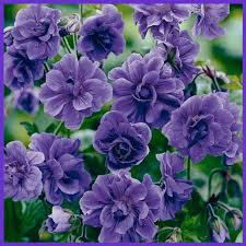 Purple Univalve Geranium Seeds For Charming Planting Plant Seeds