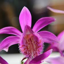 Pink Butterfly Orchid Flower seeds for Planting Fragrant Blossoms, Heirloom & GMO Free Seeds for Home Garden vegetable and garden seeds