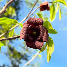 Green Asminia Triloba Flower seeds for Planting - Seasonal Bloomer, Heirloom & GMO Free Seeds for Home Garden