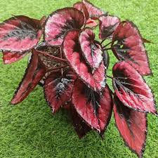Fresh Coleus Flower seeds for Planting Perfect for Borders, Heirloom & GMO Free Seeds for Home Garden vegetable and garden seeds