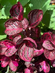 Purple Iresine Flower seeds for Planting - Drought Tolerant, Heirloom & GMO Free Seeds for Home Garden